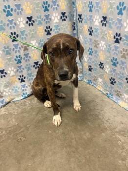 Pit Bull Terrier and Mixed Breed Dogs Available for Adoption in Rosenberg, Texas - HAZEL | PetCurious