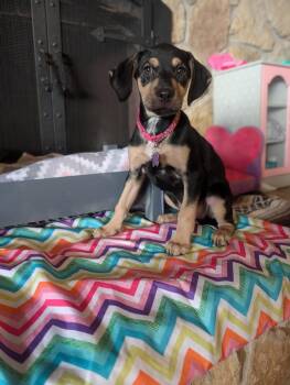 Terrier Dogs Available for Adoption in Waunakee, Wisconsin - Lana Lilac | PetCurious
