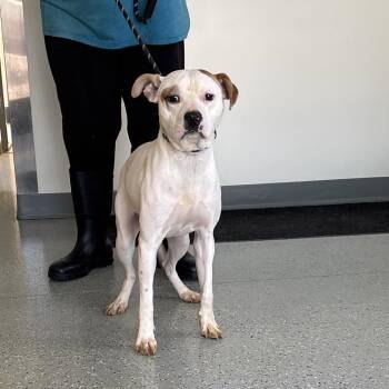 Stingray -  Terrier and Mixed Breed Dog for Adoption in Galax, Virginia - Stingray | PetCurious