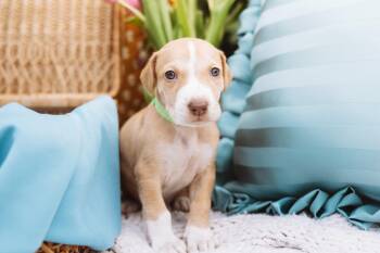 Pointer and Labrador Retriever Dogs Available for Adoption in Oak Ridge North, Texas - Crockett | PetCurious