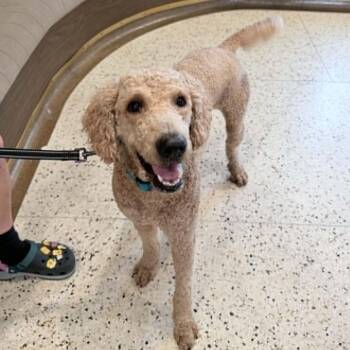 Crash -  Standard Poodle Dog for Adoption in Oklahoma City, Oklahoma - Crash | PetCurious