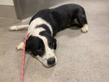 SPROCKET -  Border Collie and Mixed Breed Dog for Adoption in Modesto, California - SPROCKET | PetCurious