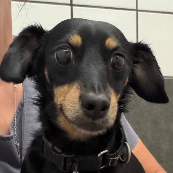 Wendy -  Dachshund Dog for Adoption in Zanesville, Ohio - Wendy | PetCurious