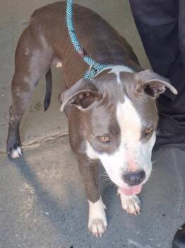 Ic-15 -  Pit Bull Terrier Dog for Adoption in Lawrenceville, Georgia - Ic-15 | PetCurious