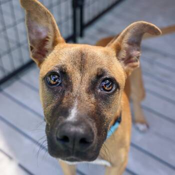 Rescue Shepherd Dogs for Adoption in Bradenton, Florida - BB | PetCurious