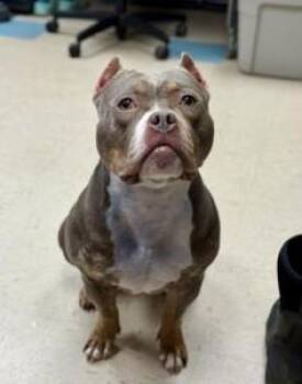 Fig -  American Bully Dog for Adoption in Ashland, Virginia - Fig | PetCurious