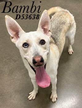 Bambi -  Mixed Breed Dog for Adoption in Clarksville, Tennessee - Bambi | PetCurious