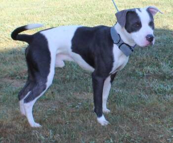 Rescue Pit Bull Terrier Dogs for Adoption in Heath, Ohio - Mr Grey (9006) | PetCurious