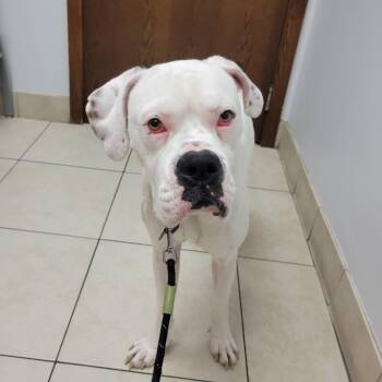 Rescue Boxer Dogs for Adoption in Fort Lauderdale, Florida - Oso | PetCurious
