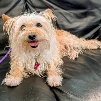 Terrier Dogs Available for Adoption in Houston, Texas - Reyna Peaches | PetCurious