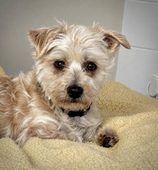 Dash -  Yorkshire Terrier and Shih Tzu Dog for Adoption in Princeton, Massachusetts - Dash | PetCurious