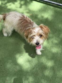 Yorkshire Terrier Dogs Available for Adoption in Lakeland, Florida - Lambert | PetCurious