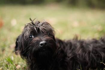 Rescue Miniature Poodle and Mixed Breed Dogs for Adoption in Gradyville, Kentucky - Violet | PetCurious