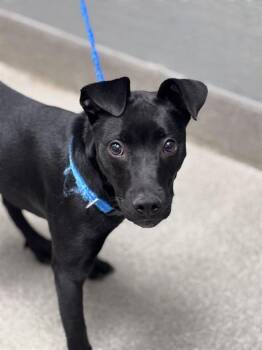 UZI -  Labrador Retriever and Mixed Breed Dog for Adoption in Las Vegas, Nevada - UZI | PetCurious