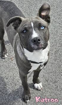 Katroo (in foster) -  Siberian Husky and Pit Bull Terrier Dog for Adoption in Mason, Michigan - Katroo (in Foster) | PetCurious