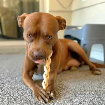 Pit Bull Terrier Dogs Available for Adoption - Bright Eyes | PetCurious