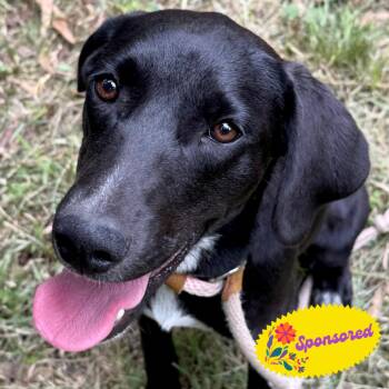 Betty -  Labrador Retriever and Hound Dog for Adoption in Bend, Oregon - Betty | PetCurious