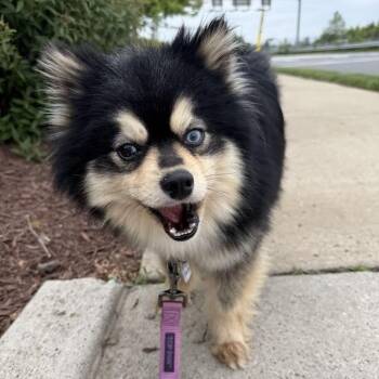 Pomeranian Dogs Available for Adoption in Falls Church, Virginia - Bandit | PetCurious
