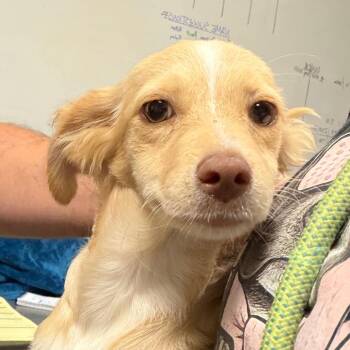 susan -  Chihuahua Dog for Adoption in Yuma, Arizona - Susan | PetCurious