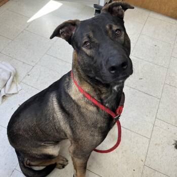 Superman -  Mixed Breed Dog for Adoption in Columbiana, Alabama - Superman | PetCurious