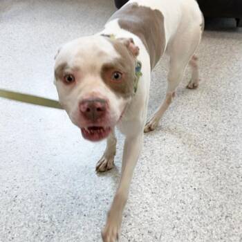 Chowder -  Pit Bull Terrier Dog for Adoption in Des Moines, Iowa - Chowder | PetCurious