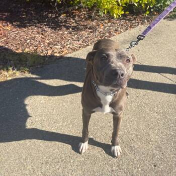 Ethel -  Pit Bull Terrier and American Staffordshire Terrier Dog for Adoption in Turlock, California - Ethel | PetCurious