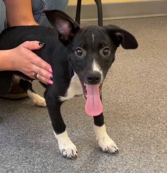 Coupe -  Hound Dog for Adoption in Covington, Virginia - Coupe | PetCurious
