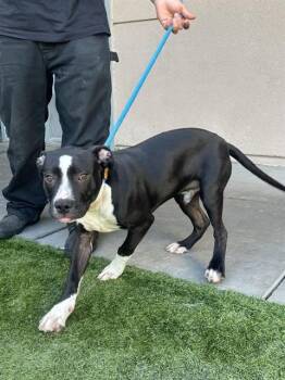 CADEN -  Pit Bull Terrier Dog for Adoption in San Jose, California - CADEN | PetCurious