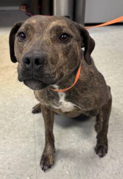 Rescue Catahoula Leopard Dog Dogs for Adoption in Medina, Ohio - Rosie | PetCurious