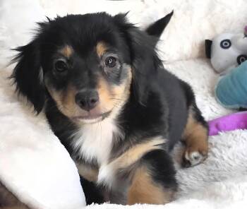 Dachshund and Terrier Dogs Available for Adoption in Lancaster, California - Starski | PetCurious
