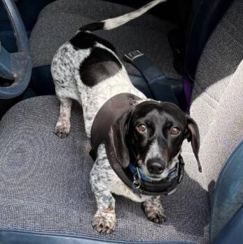 Lincoln (Coming Soon) -  Dachshund Dog for Adoption in Portland, Oregon - Lincoln (Coming Soon) | PetCurious