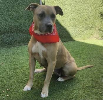 Charlene -  American Staffordshire Terrier Dog for Adoption in Magnolia, Texas - Charlene | PetCurious