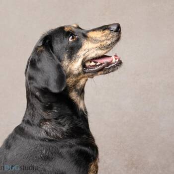 Coonhound and Mixed Breed Dogs Available for Adoption in Pinellas Park, Florida - Angel | PetCurious