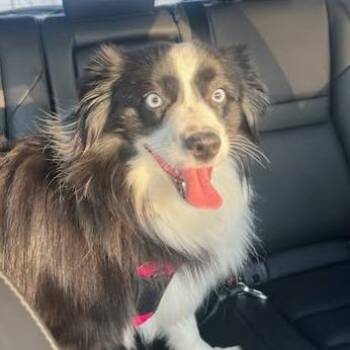 Australian Shepherd Dogs Available for Adoption in Martinsburg, West Virginia - Angela | PetCurious