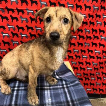 Funyun -  Chihuahua and Dachshund Dog for Adoption in Washburn, Missouri - Funyun | PetCurious