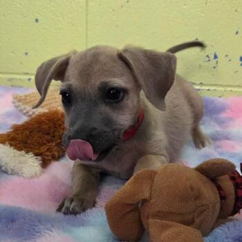 Madonna -  Wirehaired Terrier Dog for Adoption in Newport, Tennessee - Madonna | PetCurious