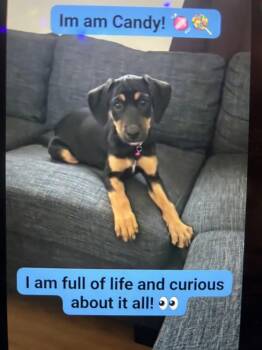 Hound Dogs Available for Adoption in Colorado Springs, Colorado - Candy | PetCurious