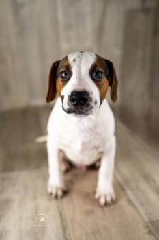 Rescue Brittany Spaniel and Jack Russell Terrier Dogs for Adoption in Winter, Wisconsin - Perrins | PetCurious