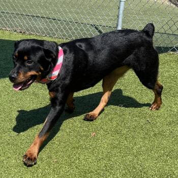 Delilah -  Rottweiler Dog for Adoption in Lakeland, Florida - Delilah | PetCurious
