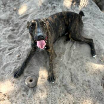 Rescue Mixed Breed Dogs for Adoption in Umatilla, Florida - Luigi *Trained* | PetCurious