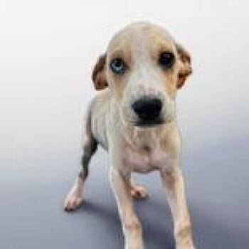 Chuck -  Greyhound and Hound Dog for Adoption in Portsmouth, Ohio - Chuck | PetCurious
