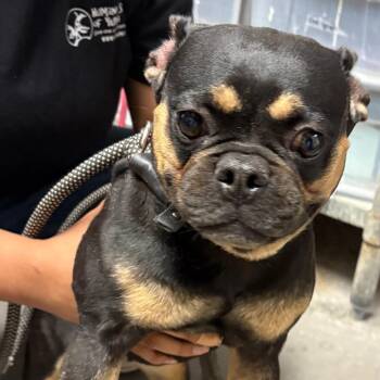 Roxy -  French Bulldog Dog for Adoption in Yuma, Arizona - Roxy | PetCurious