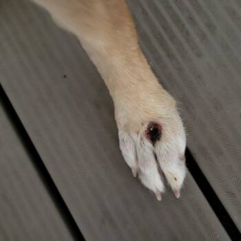 Applebloom -  Mixed Breed Dog for Adoption in Lake Panasoffkee, Florida - Applebloom | PetCurious