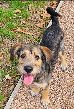 PATSY -  Terrier Dog for Adoption in Houston, Texas - PATSY | PetCurious