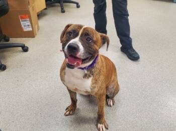 Rescue Mixed Breed Dogs for Adoption in Maumee, Ohio - Django | PetCurious