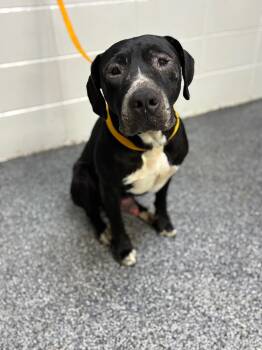 Rescue Mixed Breed Dogs for Adoption in ABRAHAM BALDWIN COLLEGE, Georgia - Morris | PetCurious