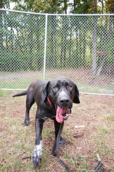 Teddy -  Labrador Retriever Dog for Adoption in Floyd, Virginia - Teddy | PetCurious