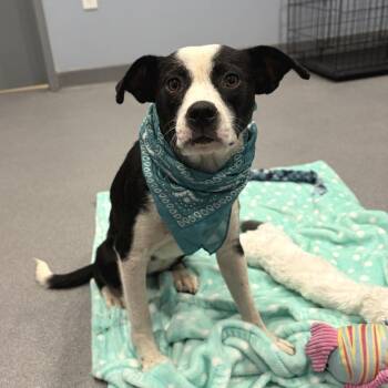 Meg -  Mixed Breed Dog for Adoption in Canal Winchester, Ohio - Meg | PetCurious