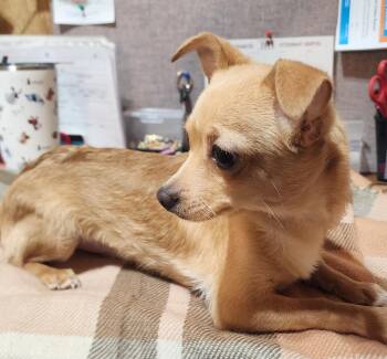 Chihuahua Dogs Available for Adoption - Chimi Chaanga | PetCurious