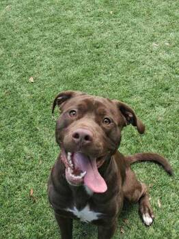 Yono - 2 -  Pit Bull Terrier and Mixed Breed Dog for Adoption in Daytona Beach, Florida - Yono - 2 | PetCurious
